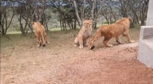 Programa de Ajuda à vida Selvagem Faz Companhia Qatar voar com 7 Leões a Bordo 1 Qatar Airways Cargo ajudou a ONG Warriors of Wildlife