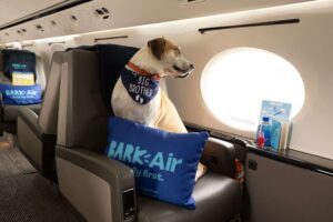 Bark Air: A Revolução Canina nos Céus 1 Bark Air - Primeira Companhia Aérea para cães